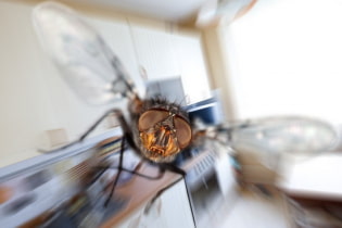 How to get rid of midges in the kitchen quickly and effectively?