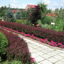 What plants can be used to make a hedge? -0