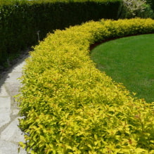 What plants can be used to make a hedge? -1
