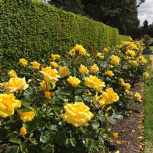 What plants can be used to make a hedge? -2