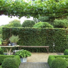 What plants can be used to make a hedge? -3