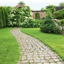 What plants can be used to make a hedge? -4