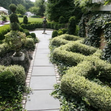 What plants can be used to make a hedge? -5