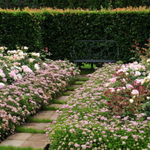 What plants can be used to make a hedge? -7