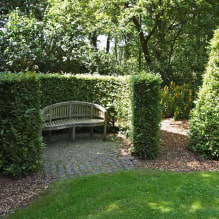 What plants can be used to make a hedge? -8