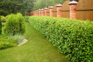 What plants can you make a hedge?