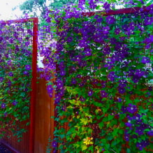 17 fast growing climbing plants for the fence-0