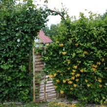 17 fast growing climbing plants for a fence-4