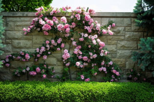 17 fast growing climbing plants to pick up