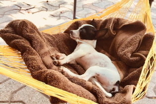 How to hang a hammock in a country house without trees