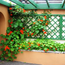 Choosing the best varieties of climbing plants for dacha-2