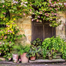 Choosing the best varieties of climbing plants for summer cottages-3