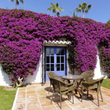 Choosing the best varieties of climbing plants for summer cottages-0