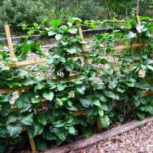 Choosing the best varieties of climbing plants for dacha-4