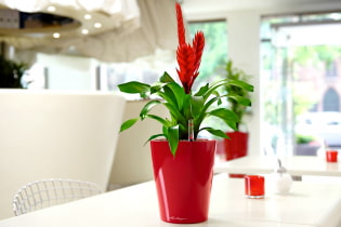 TOP 16 plants that cannot be kept at home