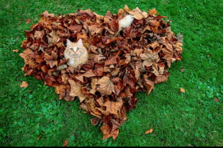 How to use fallen leaves in the garden and vegetable garden?