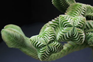 Unusual indoor plants