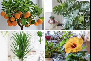 Beautiful indoor trees