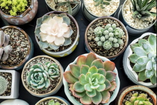Succulents: varieties and features of keeping at home