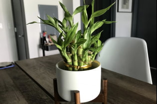 How to care for indoor bamboo?