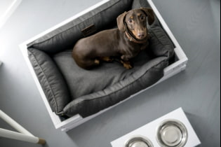 How to equip an interior with pets?