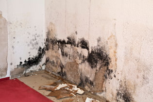 How to get rid of mold on the walls?