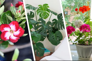 Houseplants that don't belong in the bedroom
