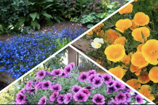 What flowers can be planted in spring?