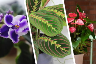 What plants to use for happiness?