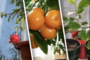 What houseplants can be grown from seed?