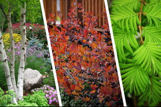 Which plants are suitable for wet soil?