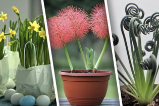 Bulbous indoor flowers