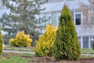 Varieties of thuja