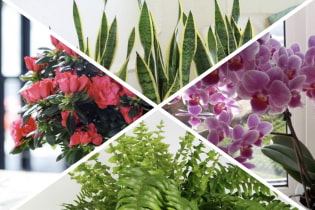 Feng Shui good and bad plants
