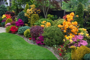 Ornamental shrubs for the garden