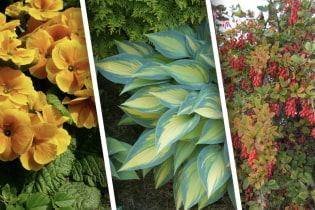 Shade-loving plants for summer cottages